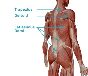 Latissimus Dorsi